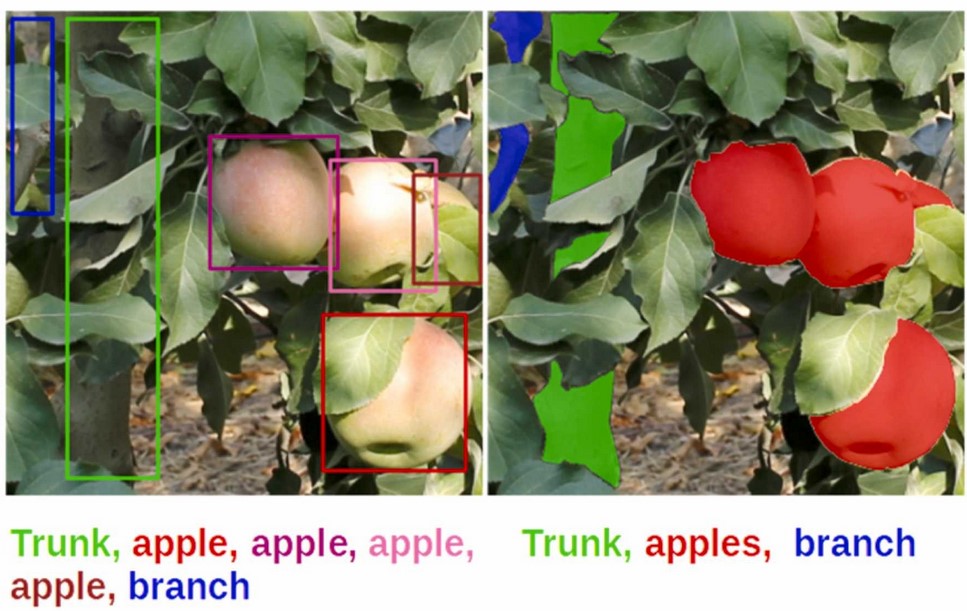 Fruit_sizing