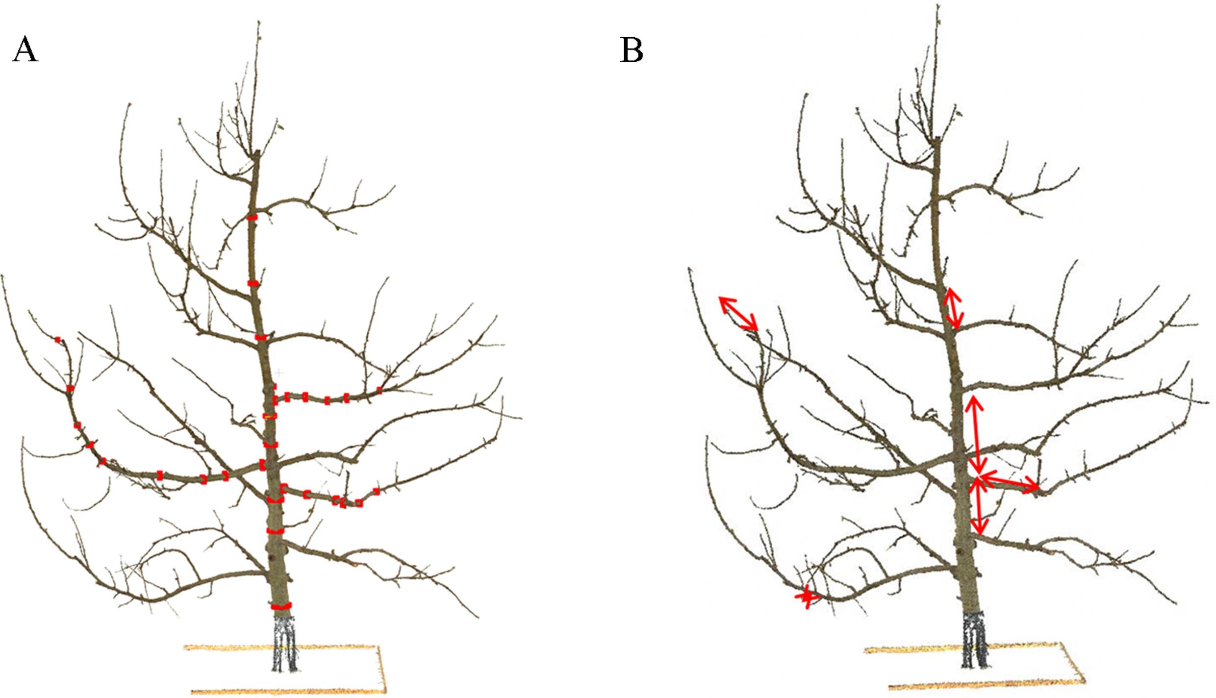 LiDAR_trees