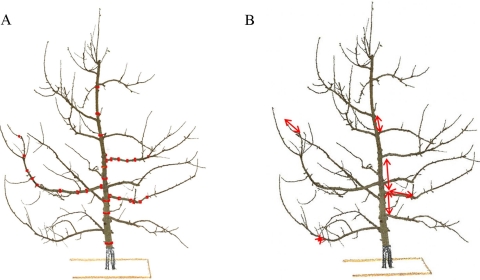 LiDAR_trees